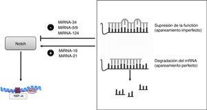 Regulación de la vía Notch por miRNA.