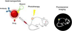 Nanoteragnosis para el cáncer renal de un ratón.Fuente: Pedrosa et al.29. Para detalles, ver texto.