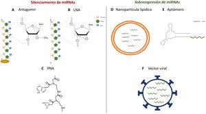 Estrategias para la administración de antagonistas o agonistas de miRNA in vivo. A-C)Estructura química de los análogos de ácidos nucleicos: antagomiR (A), LNA (B) y PNA (C), empleados como estrategias de silenciamiento de miRNA in vivo. D-F)Modelos esquemáticos de nanopartículas lipídicas (D), aptámeros (E) y vectores virales (F) para la dispensación de miméticos in vivo.