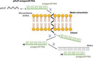 Vehiculización de PNA empleando un péptido de penetración celular (pHLIP). 1.Inserción del pHLIP en la membrana celular, dejando el extremo C-terminal en el citosol. 2.Rotura del enlace disulfuro gracias al entorno reductor del interior celular. 3.Hibridación del PNA con el ARNm diana.