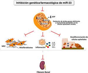miR-33 como nuevo regulador del metabolismo lipídico durante la fibrosis renal. La pérdida de miR-33 mejora la oxidación de ácidos grasos, previene la desdiferenciación de las células renales epiteliales y la acumulación de matriz extracelular, atenuando la fibrosis renal. ATP: adenosín trifosfato; Ciclo ACT: ciclo de los ácidos tricarboxílicos; MEC: matriz extracelular; OAG: oxidación de ácidos grasos; OXPHOS: fosforilación oxidativa.