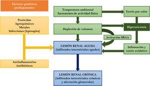 Mecanismos patogénicos implicados en el desarrollo y en la progresión de la nefropatía mesoamericana. SRAA: sistema renina angiotensina aldosterona.