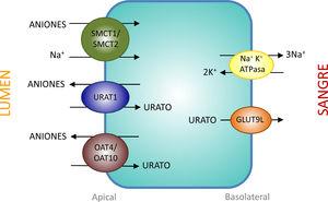 Reabsorción de urato en las células epiteliales del túbulo proximal. La reabsorción de urato en la membrana apical de las células del túbulo proximal se realiza mediante los transportadores URAT1, OAT4 y OAT10. Su acción es favorecida por un aumento en la concentración intracelular de aniones orgánicos debida a la acción de los transportadores SMCT1 y SMCT2. En la membrana basolateral, GLUT9L transporta el urato fuera de la célula hacia la sangre.