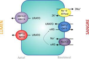 Secreción de urato por las células epiteliales del túbulo proximal. El urato entra en las células por la acción de OAT1 y OAT3 en la membrana basolateral. En la membrana apical, el urato es secretado vía ABCG2, ABCC4, NPT4 y NPT1.