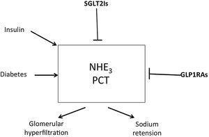 Increased activity of NHE3 isomer within the proximal convoluted tubules increases sodium absorption from the lumen of these tubules in exchange with the secreted hydrogen. Decreased sodium delivery to the distal nephron segments results in glomerular hyperfiltration. Diabetic state and insulin administration increase NHE3 activity while SGLT2Is and GLP1RAs inhibit it. NHE: sodium hydrogen exchanger; SGLT2Is: sodium glucose transporter-2 inhibitors; GLP1Ras: glucagon like peptide receptor agonists.