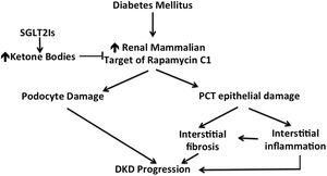 Ketone bodies as inhibitors of the renal mammalian target of rapamycin C1. Through this mechanism, SGLT2 inhibitors protect the kidney against the offending action of mammalian target of rapamycin that is induced by diabetic state. SGLT2Is: sodium glucose co-transporter inhibitors; PCT: proximal convoluted tubules; DKD: diabetic kidney disease.