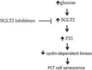 Activation of SGLT2 in diabetic patients leads to overactivity of P21, the natural inhibitor of cyclin-dependent kinase 2. This kinase enzyme inhibits cell senescence. By inducing P21, diabetic patients suffer increased proximal tubular epithelium senescence. Through inhibition of SGLT2, SGLT2Is protect proximal tubular epithelial cells against increased senescence. SGLT: sodium glucose transporter; PCT: proximal convoluted tubule.