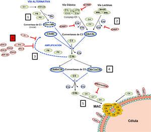 Activación y Regulación del Complemento El Complemento es un sistema autorregulado cuya piedra angular es la activación proteolítica del componente C3. 1) La hidrólisis espontánea de algunas moléculas de C3 conduce a la activación basal de la Vía Alternativa (VA). 2) El Complemento puede activarse de forma más intensa a través de la Vía Clásica (VC) y de la Vía de las Lectinas (VL), cuando los componentes C1q o MBL/Ficolinas reconocen complejos antígeno-anticuerpo solubles, o moléculas de carbohidratos presentes en determinadas superficies (células propias dañadas o microorganismos). Esta activación conduce a la formación de una Convertasa de C3 (C4bC2b), que escinde el C3 en los fragmentos C3b y C3a. 3) La generación de C3b da lugar a otra Convertasa de C3 (C3bBb) y a la amplificación de la activación basal de la VA, que se convierte entonces en el mecanismo más eficaz de activación del Complemento. 4) El siguiente paso es la activación del componente C5, generando los fragmentos C5b y C5a. 5) La última etapa es la denominada Vía Lítica, que da lugar a la formación de un complejo multimolecular (MAC, Membrane Attack Complex) que se inserta en la membrana de la superficie activadora y forma poros que la lisan por desequilibrio osmótico. 6) El proceso de activación del Complemento está regulado en todas sus etapas por múltiples proteínas (representadas en color rojo) que evitan que se active sobre nuestras propias células y tejidos; la regulación de la VA depende en gran medida del regulador Factor H y de su isoforma FHL-1. El rol preciso de las proteínas FHR (homólogas estructurales de FH) en el proceso de activación-regulación del Complemento no se conoce en detalle. Para la nomenclatura del Complemento ver las referencias49,50.