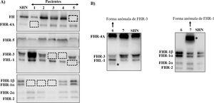 Screening de deficiencias y formas anómalas de FH y proteínas FHRs en pacientes de SHUa y GC3 mediante Western-blot A) Patrones de FH y FHRs en un individuo sano (SHN) y en 5 pacientes de SHUa y GC3 que tienen deficiencia completa de 1 o 2 proteínas; los cuadrados en línea discontinua señalan la posición de la proteína que falta. Las diferencias en la intensidad de otras bandas reflejan que existe una importante variabilidad interindividual en los niveles de FH y proteínas FHRs, cuya relevancia fisiopatológica no está suficientemente clara. B) Patrones de FH y FHRs en 2 pacientes que presentan bandas anómalas (señaladas con un asterisco), cuyo tamaño no se corresponde con el de ninguna proteína nativa. Análisis de WB adicionales y estudios genéticos identificaron que la banda anómala del paciente 6 corresponde a una isoforma corta de FHR-3, y la del paciente 7 a una forma de FHR-1 parcialmente duplicada.