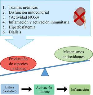 Principales causas del estrés oxidativo en pacientes con ERC. El estrés oxidativo tiene como consecuencia la generación de daño a nivel genómico y la activación de vías proinflamatorias. NOX4: enzima NADH oxidasa 4.