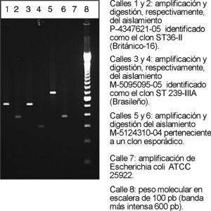 PCR del gen de la coagulasa y digetión con Cfo I.