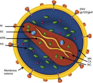 Esquema general de la estructura de la partícula de VIH-1. ENV: Envoltura, MA: Matriz, CA: Cápside, NC: Nucleocápside, IN: Integrasa, RT: Retrotranscriptasa, PR, Proteasa, ARN: Genoma del virusAunque el número de spikes de Env (gp120/gp41) que puede recubrir una partícula de 100-120nm es de más de 70, las estimaciones más recientes indican que este número es mucho más bajo con una media de 14 spikes por virión.