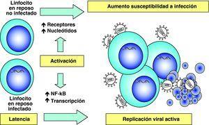 Activación linfocitaria y replicación viral.