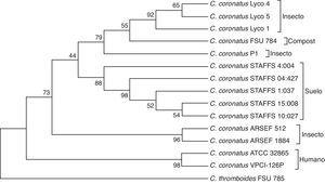 Arbre filogenètic basat en la seqüència de la regió ITS de C . coronatus, usant el mètode NJ. Es va usar C. thromboides com a grup extern. Els números propers als nodes representen valors Bootstrap expressats com a percentatge de 2.000 repeticions.