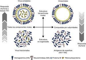 Inmunogenicidad y composición de las vacunas inactivadas.