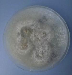 N. hialinum colony in Potato Dextrose Agar.