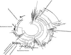 Maximum-likelihood tree (GTR plus I plus G; aLRT>90%) Mycobacterium rpoβ partial gene 495 nucleotides.