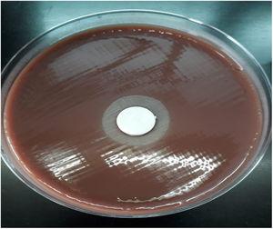 Placa de agar-chocolate mostrando satelitismo alrededor de un disco impregnado con clorhidrato de piridoxina al 0,001%.