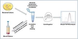 Workflow for the application of MALDI-TOF to the detection of antibiotic resistance mechanisms.