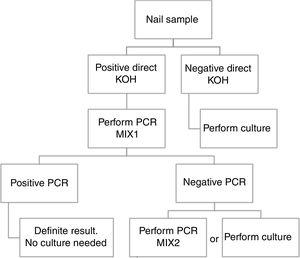 Algorithm implemented for performing PCR in nail samples.