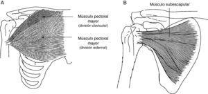 A) Músculo pectoral mayor: el músculo pectoral mayor tiene como función la aducción, rotación interna y flexión del brazo. B) Músculo subescapular: este músculo es uno de los principales rotadores internos del hombro. Como parte del patrón flexor sinérgico en espasticidad hemipléjica, el subescapular está tónicamente activo, limitando no solo la rotación externa sino también la abducción y flexión del hombro.