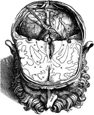 Ilustración del cerebro correspondiente a la segunda edición de la Fábrica de Vesalio (1555), en la que se muestra la localización de la glándula pineal (L), justo en el centro de la cavidad craneal.