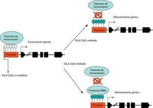 Metilación del ADN en isla CpG situada en la región promotora de un gen. La metilación induce el bloqueo de la transcripción bien al impedir la unión de factores de transcripción de manera directa, o de manera indirecta por medio de la unión de proteínas reguladores con methylbinding domain (MBD).