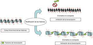 La modificaciones epigenéticas en las colas N-terminales de las histonas ocasionan cambios conformacionales en la cromatina haciéndola más compacta (marca de inactivación de la transcripción) o menos compacta (marca de activación de la transcripción).