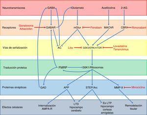 Esquema de la neurobiología de la FMRP y los distintos blancos terapéuticos y fármacos usados en el SXF, según los componentes celulares con los cuales interactúa FMRP. A nivel de receptores, ganaloxona y arbaclofeno son agonistas de los receptores GABA-A y GABA-B, respectivamente; fenobam es un antagonista de los receptores mGluR5, mientras que rimonabant es un antagonista de los receptores endocanabinoides CB1R. Por otra parte, las dianas dentro de las vías de transducción de señales son GSK3, ERK y mTOR, los cuales son inhibidos por el litio, lovastatina y tensirolimus, respectivamente. Finalmente, minociclina inhibe la metaloproteinasa de matriz MMP-9.