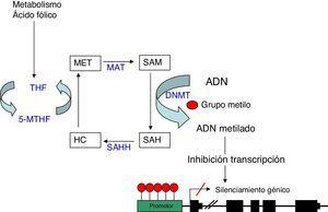 Metilación del ADN: representación esquemática de la ruta metabólica implicada en la metilación del ADN. DNMT: DNA metiltransferasa; HC: homocisteina; MAT: metionina adenosiltrasferasa; Met: metionina; SAH: S-adenosilhomocisteina; SAHH: sadenosilhomocisteina hidrolasa; SAM: S-adenosilmetionina; THF: tetrahidrofolato; 5-MTHF: 5-metilentetrahidrofolato.