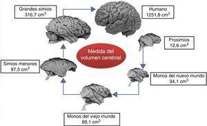 Comparación entre el cerebro humano, el de los prosimios y los monos del Viejo y del Nuevo Mundo.