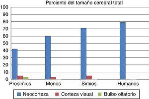 Porcentaje del volumen cerebral dedicado al bulbo olfatorio, la corteza visual y la neocorteza en prosimios, monos, simios y humanos actuales. Tomado y modificado de Stephan et al.7.