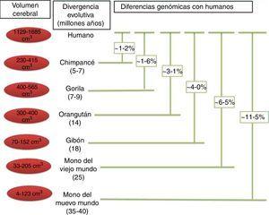 Relaciones filogenéticas de los humanos y otros primates. En esta figura se indica la separación entre los humanos y otras especies, así como las diferencias genéticas observadas a través de la evolución. Los valores descritos en las diferencias genéticas son basados en las sustituciones de nucleótidos, sin considerar otros tipos de cambios (inserciones, deleciones y cambios estructurales). Los valores para los simios del Viejo Mundo y los del Nuevo Mundo se basan en grupos de especies dentro de cada clado. Tomado y modificado de Vallender et al.30.