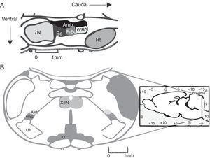 A) Representación de la ubicación del complejo pre-Bötzinger en el cerebro de roedor en corte sagital (fuente: modificada de Paxinos y Watson58). En mamíferos, el complejo pre-Bötzinger está en el bulbo ventrolateral, al nivel del óbex, caudal al núcleo facial, rostral al núcleo reticular lateral y ventral al núcleo ambiguus. B) Corte coronal que presenta las marcas anatómicas para localizar el complejo pre-Bötzinger. Amb: núcleo ambiguus; IO oliva inferior; VRG grupo respiratorio ventral; XIIN: núcleo hipogloso.