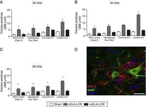 A-C) Análisis cuantitativo de la expresión de MHC-II en diversas regiones del cerebro y médula espinal, en los 3 períodos de tiempo estudiados. El grupo cELA-LCR mostró un aumento significativo del número de células microgliales, que es una evidencia clara de una etapa neuroinflamatoria. D)Imagen representativa de células positivas para MHC-II en la región lumbar. Estas células también se observaron en las proximidades de las neuronas motoras. Escala: 50 m; * p<0,05; los datos se muestran como media ± DE.