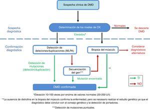 Adaptación del algoritmo diagnóstico de DMD, desde la sospecha del mismo hasta su confirmación. Fuente: Camacho26.