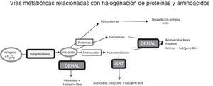 Vías metabólicas relacionadas con estrés halogenativo, que afectan a proteínas y aminoácidos. Las haloperoxidasas producen oxiácidos de halógenos a partir de halógenos y agua oxigenada. Los oxiácidos son degradados por deshalogenasas a hidrácidos o pueden, a su vez, halogenar proteínas y aminoácidos. Las proteínas se convierten en haloproteínas o haloaminas, y los aminoácidos en haloaminoácidos. Las haloproteínas se degradan lentamente. Las haloaminas y los haloaminoácidos son degradados por deshalogenasas, generando aminoácidos, péptidos y aminas, y por la glutatión-S-transferasa, generando sulfácidos y oxiácidos. En fin, un exceso de actividad haloperoxidasa o un defecto de degradación enzimática pueden causar estrés halogenativo, con exceso de oxiácidos y derivados halogenados. DEHAL: deshalogenasas; GST, glutatión-S-transferasa; H2O2: agua oxigenada.