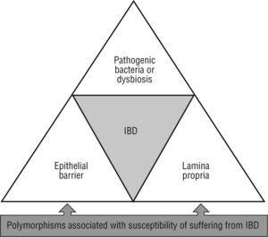 Intestinal compartments involved in pathogenesis of IBD.