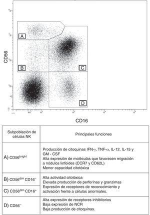 Subpoblaciones de células NK. Mediante citometría de flujo se pueden establecer las siguientes subpoblaciones de células NK en sangre periférica, en un gráfico de puntos y basándose en la expresión de CD56 y CD16 en células mononucleares CD3−. A) CD56bright. B) CD56dim CD16− C) CD56dim CD16+. D) CD56−.