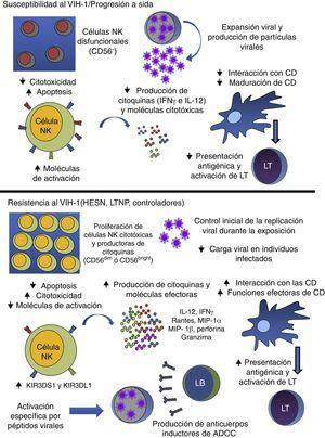 Papel de las células NK durante la infección por el VIH-1. Las células NK tienen un papel fundamental en la respuesta durante la infección por el VIH-1. Sin embargo, en los individuos susceptibles al VIH-1 y en aquellos que progresan rápidamente a sida, el virus altera la frecuencia y la función de las células NK, llevando a una baja respuesta antiviral, evidenciada por la baja producción de moléculas citotóxicas y citocinas, como IFNγ e IL-12, afectando a su interacción con las células dendríticas, y al favorecimiento de la replicación viral. En los casos en los que las células NK responden de una manera efectiva, se observa una baja susceptibilidad a la infección (individuos HESN) o un control de la replicación viral a largo plazo (individuos LTNP y controladores). Dicha respuesta antiviral incluye la producción de citocinas/quimiocinas y moléculas efectoras, como las perforinas y granzimas, así como una interacción efectiva con las células dendríticas, favoreciendo el establecimiento de una respuesta inmunitaria adaptativa que potencie los mecanismos de las células NK, como en el caso de la ADCC. ADCC: citotoxicidad celular mediada por anticuerpos; CD: células dendríticas; HESN: expuestos seronegativos; IFN-γ: interferón gamma; IL-12: interleucina 12; LB: linfocitos B; LT: linfocitos T; LTNP: progresores lentos.