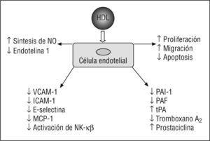 Acciones endoteliales de la lipoproteína de alta densidad (HDL). ICAM-1: moléculas de adhesión intracelular 1; MCP-1: proteína quimiotáctica a monocitos 1; NF-κβ factor de transcripción nuclear kappa beta; NO: óxido nítrico; PAF: factor activador de plaquetas; PAI-1: inhibidor del activador del plaminógeno 1; tPA: activador tisular del plasminógeno; VCAM-1: moléculas de adhesión celular vascular 1.