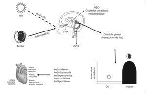 Esquema de la regulación fisiológica de la secreción circadiana de la melatonina. GSC: ganglio cervical superior; NSQ: núcleo supraquiasmático (hipotálamo); TRH: tracto retinohipotalámico.