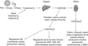 Metabolismo de la vitamina D. 1,25-dihidroxivitamina D; AR: artritis reumatoide; DM1: diabetes mellitus tipo 1; DM2: diabetes mellitus tipo 2; EM: esclerosis múltiple; 25(OH)D: 25-hidroxivitamina D; 1,25(OH)2D: UVB: ultravioleta B.