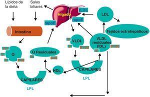 Visión global del metabolismo de las lipoproteínas. Q: quilomicrones; rapoE: receptor que reconoce apoE; rLDL: receptor de LDL.
