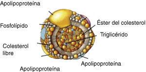 Composición de una lipoproteína.