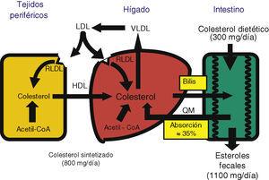 Homeostasis global del colesterol en el organismo.