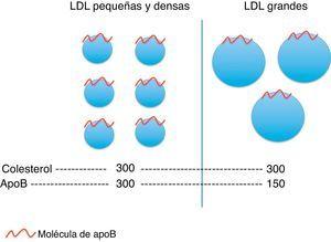 Diferencias en la proporción de colesterol y apolipoproteína B en las lipoproteínas de baja densidad (LDL) según su tamaño.