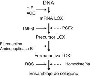 Factores que regulan la sobreexpresión de LOX y el ensamblaje de colágeno. AGE: productos de glucosilación avanzada; HIF: factor inducible por hipoxia; LOX: enzima lisil oxidasa; PGE2: prostaglandina E2; ROS: especies reactivas de oxígeno; TGF-β: factor de crecimiento transformante beta.
