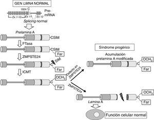 Síntesis y procesamiento de la prelamina A en células normales. El splicing normal entre los exones 11 y 12 del gen LMNA permite la síntesis de la prelamina A, la cual sufre una serie de modificaciones postraduccionales que culminan en la producción de la lamina A madura. El procesamiento proteolítico de la prelamina A catalizado por la proteasa ZMPSTE24 elimina su extremo C-terminal farnesilado y carboximetilado. Las mutaciones que inactivan ZMPSTE24 producen la acumulación de prelamina A permanentemente farnesilada y carboximetilada y aceleran el envejecimiento celular. Ex: exón; Far: residuo farnesilado; FTasa: farnesil transferasa; ICMT: isoprenilcisteína carboxil metiltransferasa.