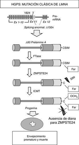 Síntesis y procesamiento de la prelamina A en pacientes con HGPS. La progeria clásica se asocia con una mutación heterocigota puntual de novo en el gen LMNA (c.1824C>T) que provoca un splicing anómalo y la síntesis de la progerina. La ausencia de la región de 50 aminoácidos que incluye el sitio de reconocimiento para ZMPSTE24 impide la eliminación del extremo C-terminal de la progerina, la cual permanece permanentemente farnesilada y causa múltiples alteraciones celulares que conducen al envejecimiento prematuro y la muerte. Ex: exón; Far: residuo farnesilado; FTasa: farnesil transferasa; ICMT: isoprenilcisteína carboxil metiltransferasa.